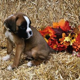 Elana - Fawn Boxer puppy in Cove, Oregon from Luna Ray Boxers