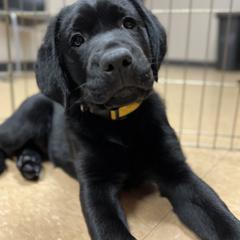 Working Dog Cross Puppies from Happy Hartz