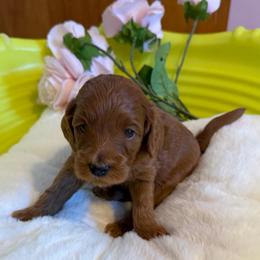 Cashew (Yellow) - Red  female Goldendoodle puppy in Toledo, Ohio from Avery Doodle Day LLC