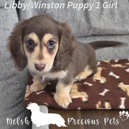 Puppy 1 - Chocolate and cream female Dachshund puppy in Anamosa, Iowa from Melsh Precious Pets