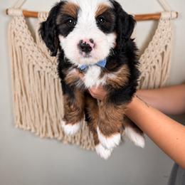 Onyx - Tri-color male Bernedoodle puppy in Norcross, Georgia from Teddy Puppies