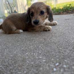 AKC Shaded Cream - Cream female Dachshund puppy in Lehigh Acres, Florida from Ruby Rose Dachshund Dynasty
