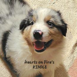 KINDLE - Blue merle male Australian Shepherd puppy in Elk Creek, Missouri from Hearts on Fire Australian Shepherds