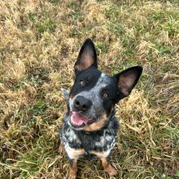 Nash - Australian Cattle Dog