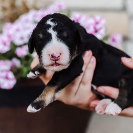 Bernedoodle, Goldendoodle, and Poodle Puppies from Best Quality Doodles