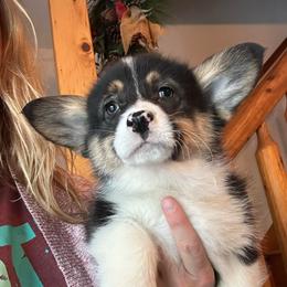 Snickers - Black and tan female Pembroke Welsh Corgi puppy in New Auburn, Wisconsin from Cordell Corgis