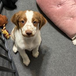Brittany Puppies from Christmas Acres Brittanys