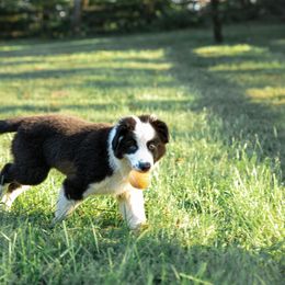 Companion Cross Puppies from Red Maple Farm
