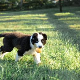 Companion Cross Puppies from Red Maple Farm