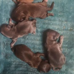 Puppy 4 - Liver male Shih Tzu puppy in Belleville, Michigan from Patricia's Heavenly Earth Angels