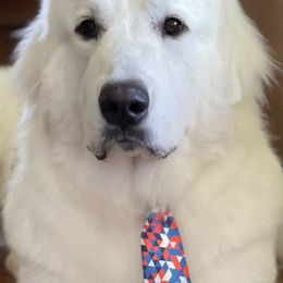 Sam - Great Pyrenees