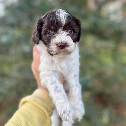 Sunny - Brown and white female Cockapoo puppy in Tallahassee, Florida from Panhandle Pups