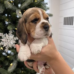 Biscuit - Black red and white female Beagle puppy in Chattanooga, Tennessee from Banashko's Beagles