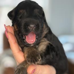 Boy 1 - Black and red German Shepherd puppy in Maple Grove, Minnesota from Von Palmore Hof