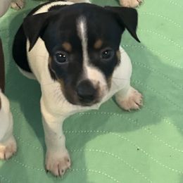 Isis - White black and tan female Rat Terrier puppy in Savoy, Texas from Rockin EZ Rat Terriers