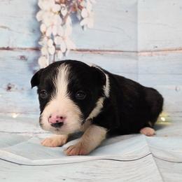 Drake - Black and white male Border Collie puppy in Avilla, Indiana from Borderline Kennels