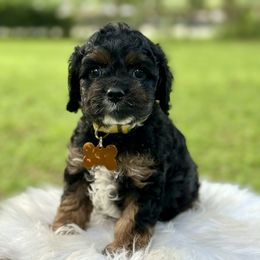 Macaroni - Black white and tan male Cockapoo puppy in Palm Beach County, Florida from Benji’s Cockapoos