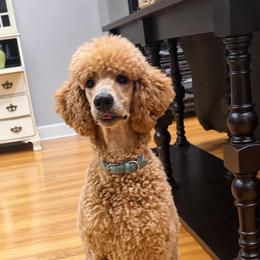Clove - Apricot female Poodle puppy in Screven, Georgia from Dreamland Standard Poodles