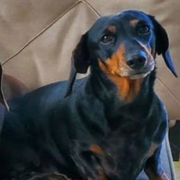 Dachshunds from Angela Pinkerton's Dachshunds