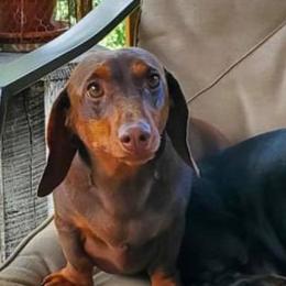 Dachshunds from Angela Pinkerton's Dachshunds