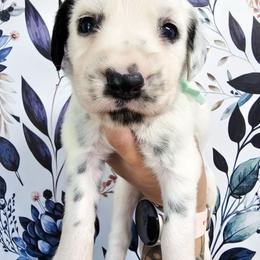 Teal- Charlie - White and black female Dalmatian puppy in Gray, Georgia from Fuller Spots