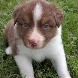 Carnation - red tri female - Red tri-color female Australian Shepherd puppy in Texas from Wray Aussies