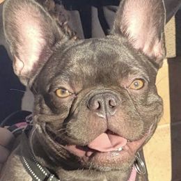 Bella - French Bulldog