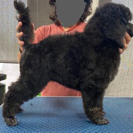 Poodle Puppies from Nay Design Poodles