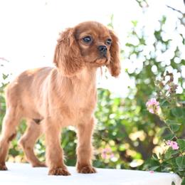 Juice - Red male Cavapoo puppy in Lawton, Oklahoma from Lindsey’s Cavies