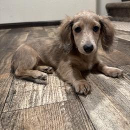 Ily - Fawn (Isabella) female Dachshund puppy in Rio, Wisconsin from Three K Miniature Dachshunds