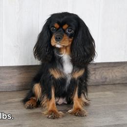Tess - Cavalier King Charles Spaniel