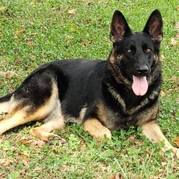 German Shepherds from Krafthaus German Shepherds