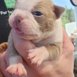 Boston Terrier and French Bulldog Puppies from Legends Frenchton's, French Bulldogs ,Boston Terriers & French Bullhuahua's
