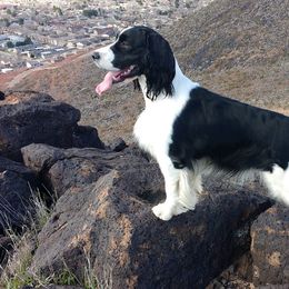 Bristol - English Springer Spaniel