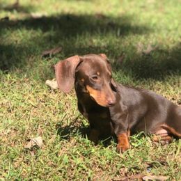 Coco - Dachshund