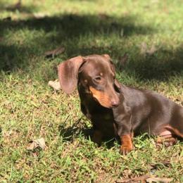 Coco - Dachshund