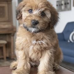 Assorted Doodle Crosses, Bernedoodle, Double Doodle, Goldendoodle, Labradoodle, and Whoodle Puppies from Our Little Farm Life Doodles