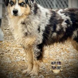 Levi - Australian Shepherd