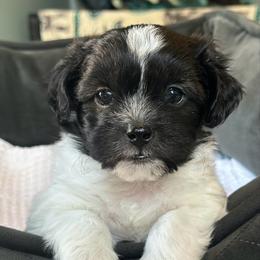 Male 4 - Black and white male Shichon puppy in Grand Rapids, Michigan from Great Lakes Teddy Bear Dogs