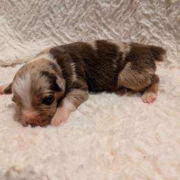 Rooibos - Red merle male Australian Shepherd puppy in California from Skiba Aussies