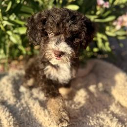 Buckwheat - Brown male Bernedoodle puppy in Gilbert, Arizona from Safe Havynn Doodles