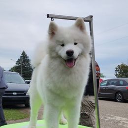 Sterling - Samoyed
