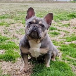 Luna - French Bulldog