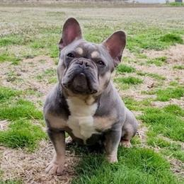 Luna - French Bulldog