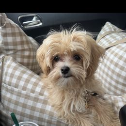 Goldendoodle, Maltipoo, and Yorkipoo Puppies from Doodle Pups Fur-Ever