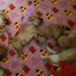 Goldendoodle Puppies from 3 Willows Goldendoodles