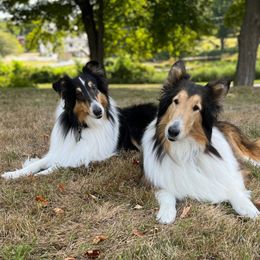 Collie All Grown Up from Wellsmere Collies