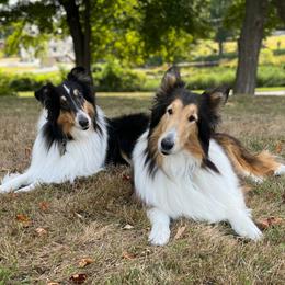 Collie All Grown Up from Wellsmere Collies