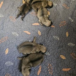 Pup 1 - Fawn male Pug puppy in Martville, New York from Hug a Pug LLC