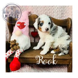 Rook - Merle male Bernedoodle puppy in Belleville, Michigan from Moose Tracks Bernedoodles